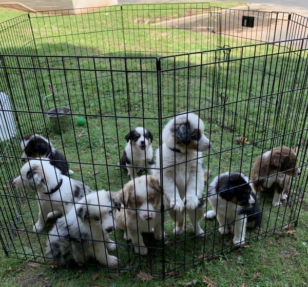 Puppies on the way to the eye exam