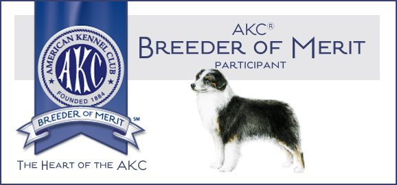 Miniature American Shepherd Breed of Merit Banner