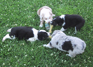OK, give me the chew toy...